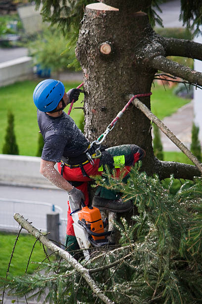 Reliable Whitney, TX Tree Services Solutions